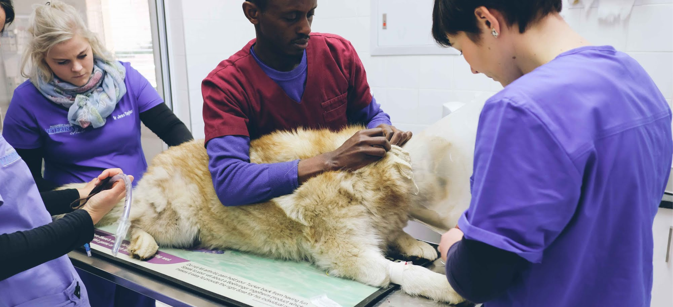 Our veterinarians are equipped to perform a wide range of soft tissue and orthopedic surgeries, cesarean sections and dentals.